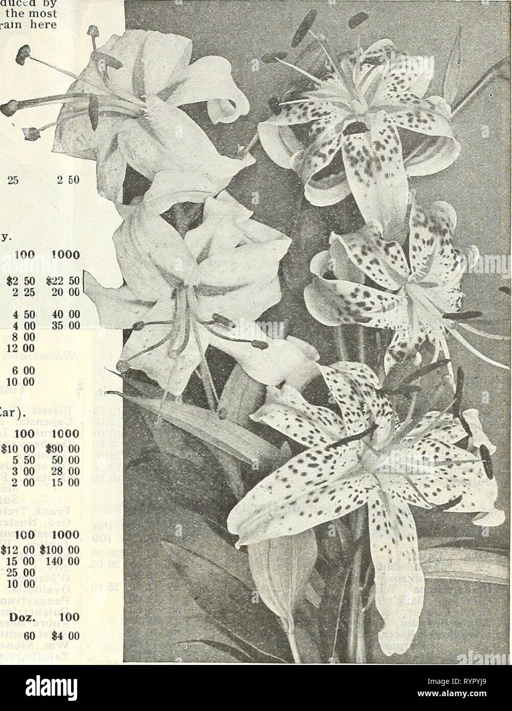 Dreer's wholesale price list  Dreer's wholesale price list : flower seeds for florists plants for florists bulbs for florists fertilizers, fungicides, insecticides, implements, etc . dreerswholesalep1916henr Year: 1916  HENRY A. DREER, PHILADELPHIA, PA., WHOLESALE PRICE LIST 21 SUMMER FLOWERING BULBSâcontinued Amaryllis. Dreer's American Hybrids. Grown from seed produced by crossing the finest named varieties obtained from the most noted specialists, and we believe the resulting strain here offered to be superior in size, vigor and coloring to anything yet offered. Strong bulbs, 50 cts. each;  Stock Photo