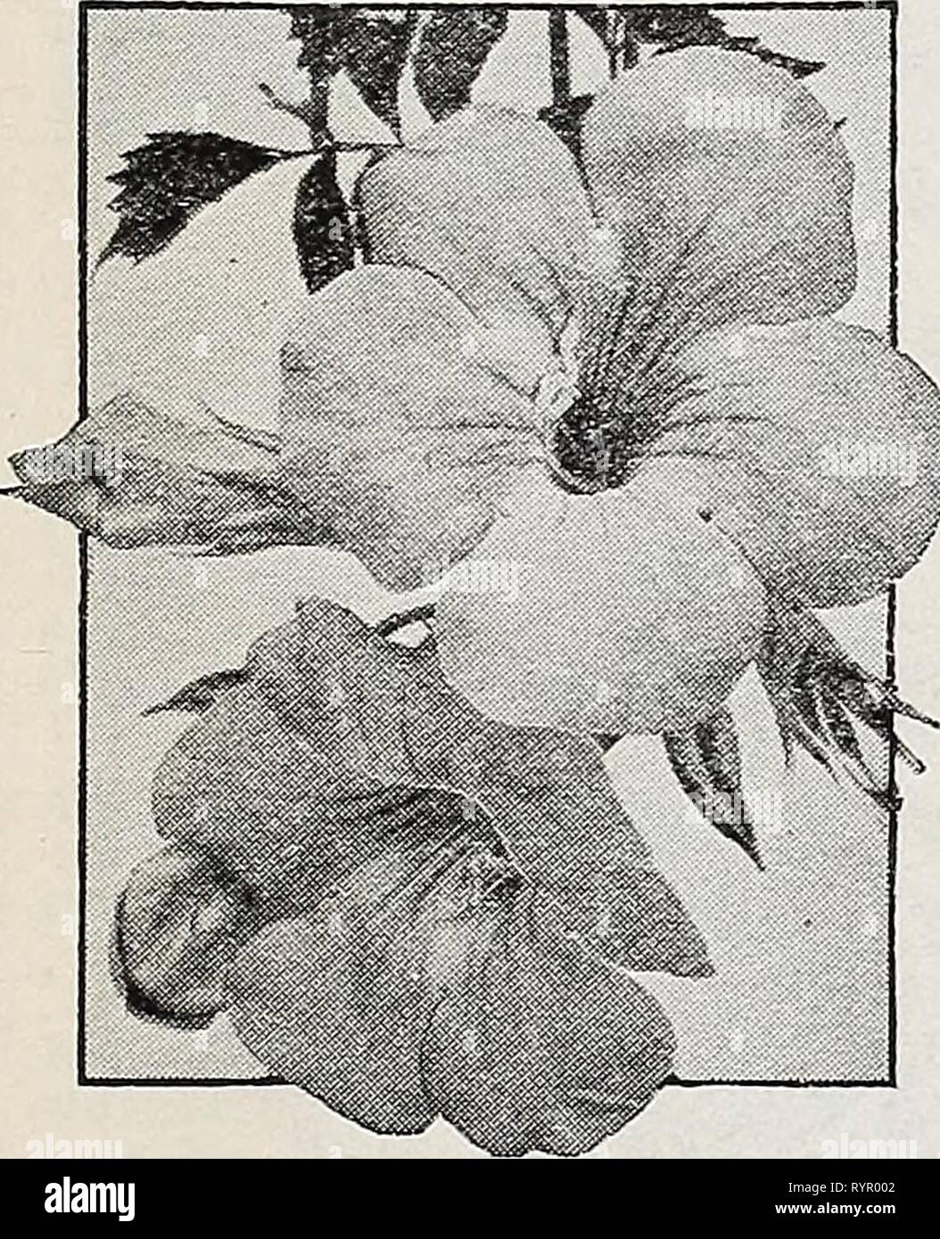 Dreer's wholesale catalog for florists Dreer's wholesale catalog for florists and market gardeners : autumn 1941 edition . dreerswholesalec1941henr Year: 1941  ENRY A. DREER, Inc. Dreer's Select WHOLESALE CATALOG Hardy Vines and Climbers The 'Hundred Rate' applies to 10 op luore of a variety. Actinidia—Silver Vine Arguta. Strong two-year-old plants, 53c each; $50.00 per 100. Ampelopsis Xiowi. The miniature-leaved form of Ampelopsis Veitchi. 3-inch pots 33c each; $30.00 per 100. QuincLuefolia (Virginia Creeper, American Ivy), two-year-old plants 21c each; $18.00 per 100. Veitclii (Boston or Jap Stock Photo