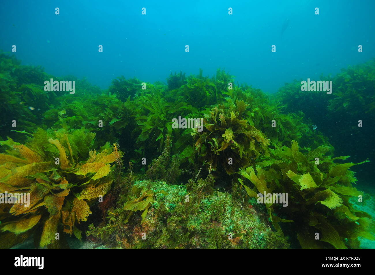 Flat rocky reef with areas of dense kelp forest and relatively barren surfaces covered with just scarce short algae. Stock Photo