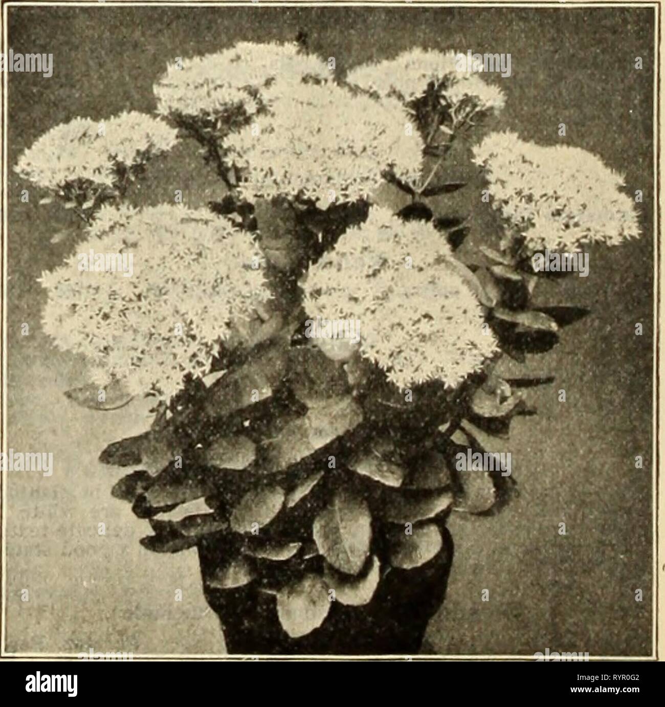Dreer's wholesale price list of Dreer's wholesale price list of seeds plants and bulbs for florists : fertilizers, insecticides, tools and sundries . dreerswholesalep1912henr 1 Year: 1912  STOKESIA CYANEA (Cornflower Aster) Scutellaria (Skull Cap). Per d02. Per 100 Cxiestlna. 3-inch pots $1 00 Â»7 00 Sedum (Stonecrop). Acre. 4-inch pots 85 Album. Divisions. 4-inch pots 85 Japonica Macrophylla. 4-inch pots 1 00 Lydlum Glaucum. 3-inch pots . 1 00 SexanKulare. 4-inch pots K5 SpectabiUs Atropurpureum. Showy heads of hand sonif deep rosv-crimson flowers SpectabiUs Brilliant â new i. The brightest o Stock Photo