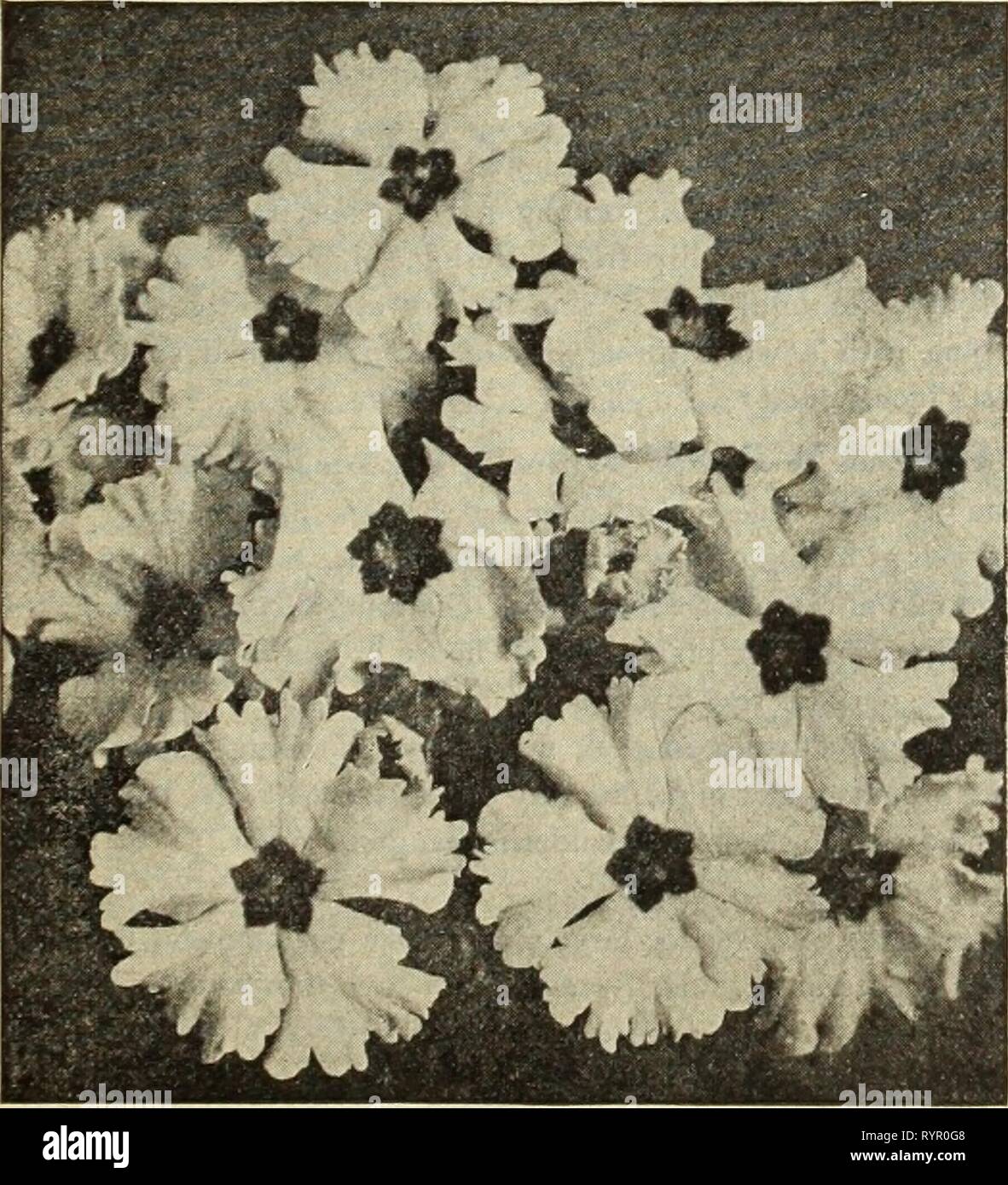 Little Gem Flower Seeds 1915 - 053