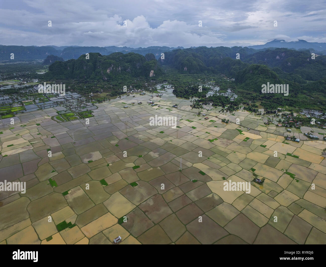 Farmland flooded brown water and mud during Rainy season in Rammang Rammang in the island of Sulawesi. Those water and mud are rich of nutrient which Stock Photo