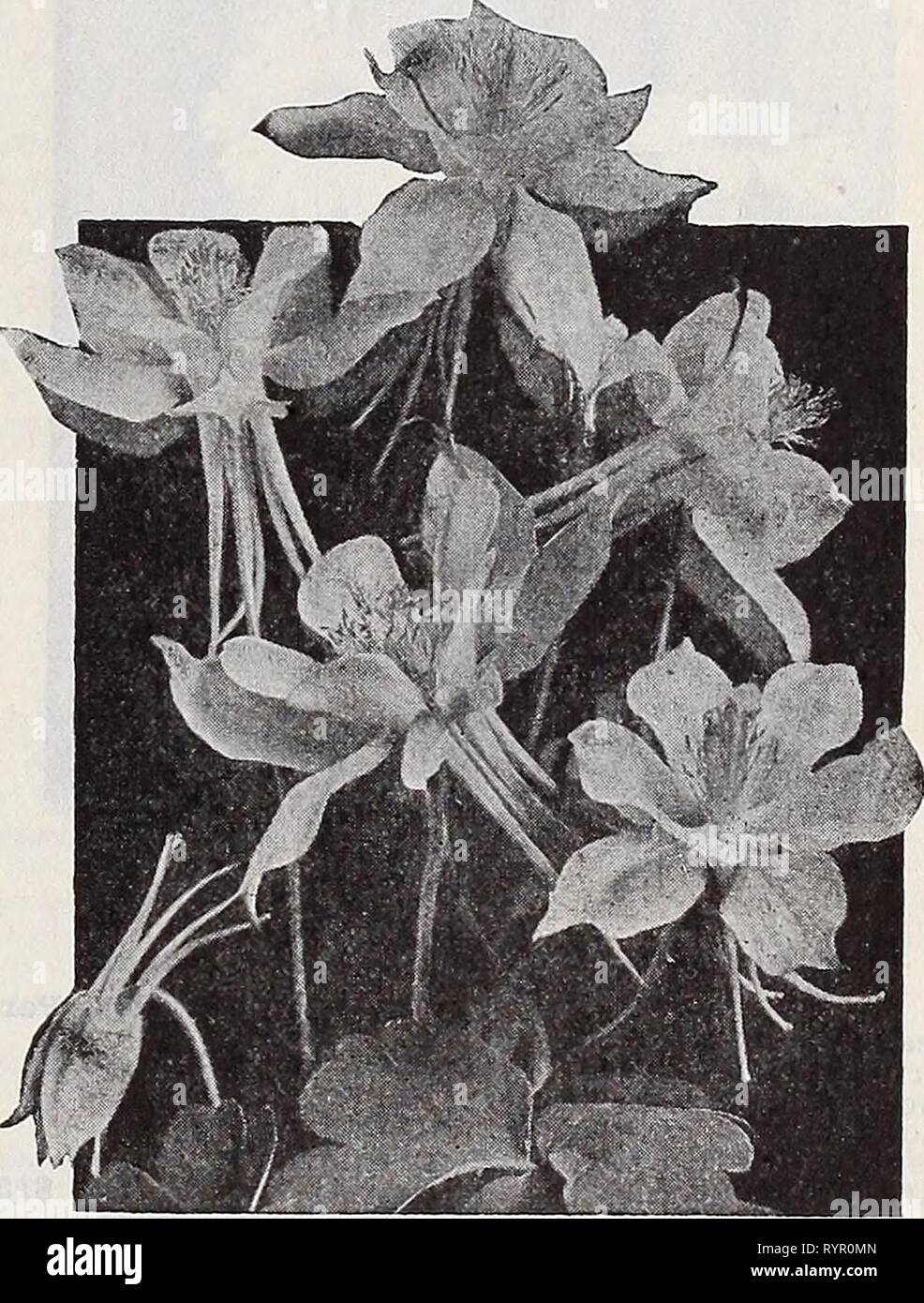 Dreer's wholesale catalog for florists Dreer's wholesale catalog for florists and market gardeners : 1939 winter spring summer . dreerswholesalec1939henr Year: 1939  Alyssum saxatile compactum Alyssum—Mad wort Per doz. Per 100 Saxatile compactum. 3-inch pots $1 50 $10 00 — fl. pi. 3-inch pots 3 50 25 00 Anchusa—Sea Bugloss, Alkanet Italica Morning Glory. One of the finest of this showy genus. Stout, much-branched stems smothered with large brilliant rich blue flowers. May to June; 5 ft., 3%%%%%%%%-inch pots, $2.00 per doz.; $12.00 per 100. Anchusa myosotidiflora An entirely distinct species gr Stock Photo