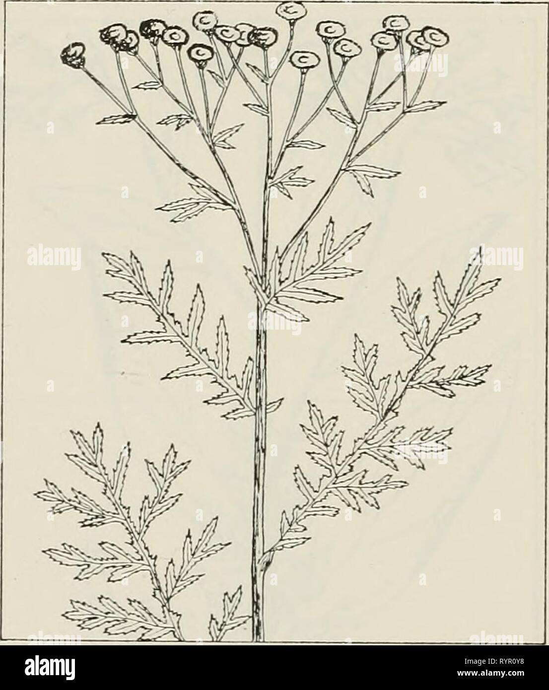 The drug plants of Illinois The drug plants of Illinois . drugplantsofilli44teho Year: 1951  1 10 ILLINOIS NATURAL HISTORY SURVEY Circular 44 Aff /Yiv^ 1 ^/^^ // 11/x'Ml /V^ / ' wl7 ? tmS/ SYMPLOCARPUS FOETIDUS (L.) Nutt. Skunk cabbage, skunk weed, polecat weed, fetid hellebore. Araceae. —A stemless, offensive-smelling plant 1 to 3 feet tall, perennial; rootstock thick; straight, descending, with whorls of fleshy fibers; leaves 1 to 3 feet long, up to 1 foot wide, ovate, petioled, veiny; flowers minute, spiked inside a purple-brown to greenish, leaflike spathe, appearing before the leaves. Th Stock Photo