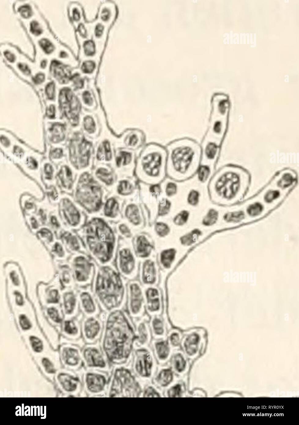 Dr L Rabenhorst's Kryptogamen-Flora von Dr. L. Rabenhorst's Kryptogamen-Flora von Deutschland, Oesterreich und der Schweiz . drlrabenhorstskr02rabe Year: 1885  ^v ^Â»&lt;ftn;v(i!    ^. â .Â»? Ptilota elegans Bonnern, a Eine Fieder letzter Ordnung. Vergr. ca. lÃ¼O. Ptilota plumosa (L.) Ag. h Spitze eines Aestchens mit Cystocarpien innerhalb der HÃ¼llÃ¤stchen. Vergr. ca. 100. c Eine Fieder letzter Ordnung mit Tetrasporangien. Vergr. ca, 100. d Querschnitt durch den unteren Theil des StÃ¤mmchens. Vergr. ca. 100. (Nach KÃ¼tzing.) 1. Pt. eleg'ans Bonnern. Fig. 34 a. Thallus 5â15 cm hoch, flach-zwei Stock Photo