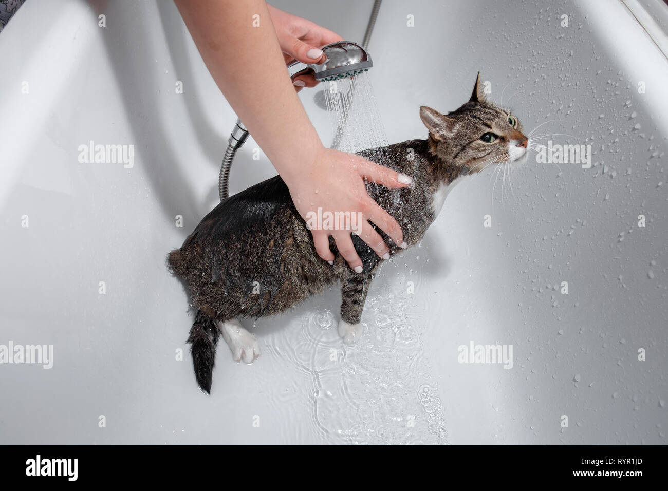 wet cat in bathroom take a shower Stock Photo Alamy