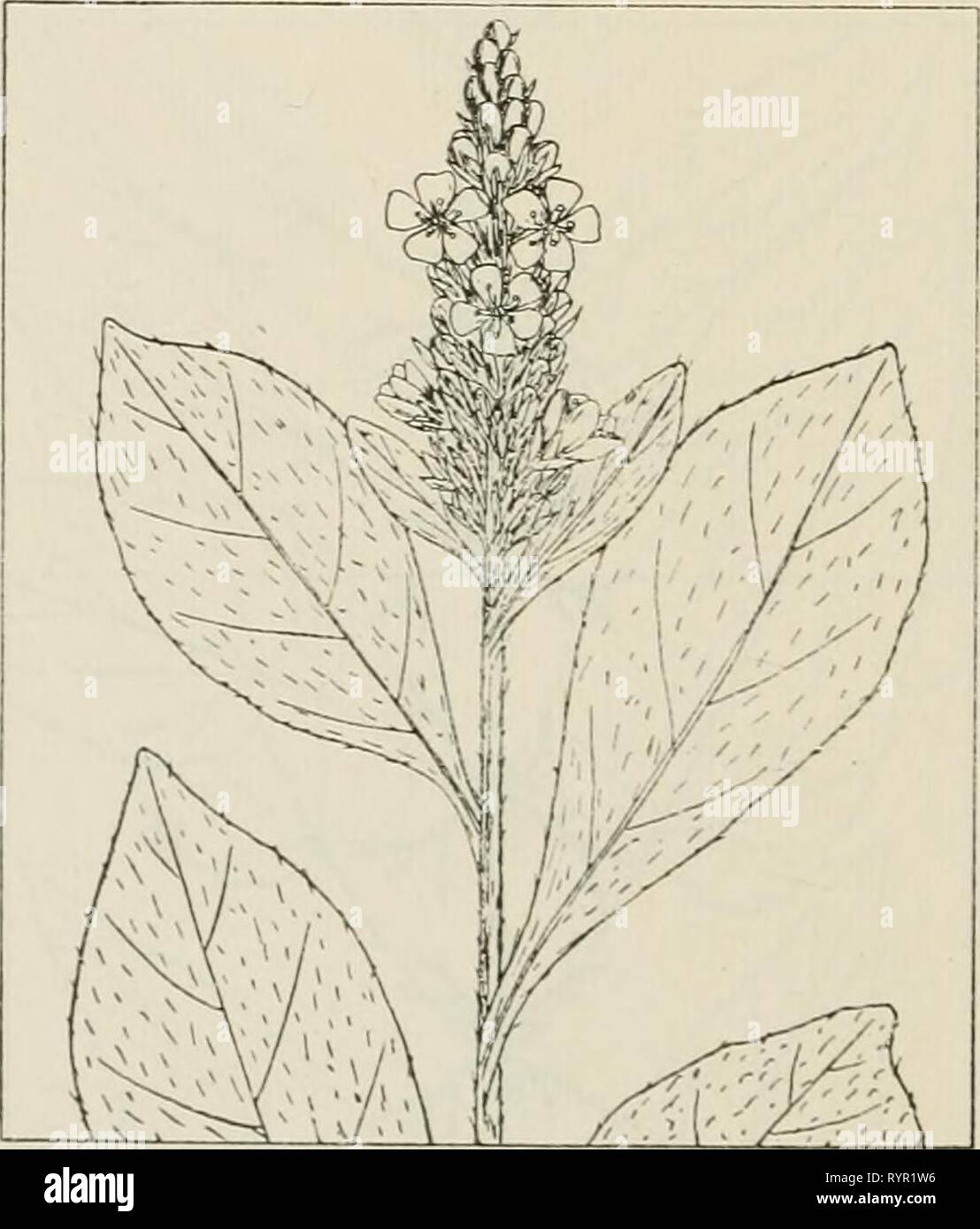 The drug plants of Illinois The drug plants of Illinois . drugplantsofilli44teho Year: 1951  USTILAGO ZEAE. Corn smut. Usti- laginaceae.—A fungus parasite on Indian corn {Zea mays L.) appearing as large masses or galls of black, sooty powder on the ears, stem nodes, and tassels, and small to large pustules on all other parts of the plant. The large galls from the ears, stems, and tassels are collected. Abundant in cornfields throughout the state. Contains resins, mazenic acid, and the alkaloid ustalagine. Used as an ecbolic and antihemorrhagic. VALERIANA OFFICINALIS L. Heliotrope, common valer Stock Photo