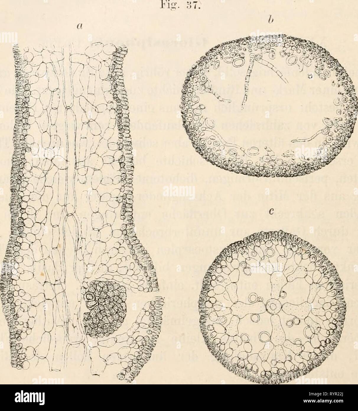 Dr L Rabenhorst's Kryptogamen-Flora von Dr. L. Rabenhorst's Kryptogamen-Flora von Deutschland, Oesterreich und der Schweiz . drlrabenhorstskr02rabe Year: 1885  102 Fucus capillaris Huds. Fl. Augl. p. 591. Gl. capillaris Carm. in Berk. Glean. p. 45, Tab. 17. fig. 3. — .1. Ag. Spec. Alg. IL p. 161; IH. p. 1 Hi — Harv. Plivc. brit. pl. 57. — Kütz. Spec. Alg. p. 714. - Id. Tab. phyc. XYI. Tab. 67, — Born, et Tlmr. Not. algol. p. 41. PI. VA. In der Nordsee (Helgoland).    Gloeosiphonia capillaris (Hmh.) Carm. a Stück eines medianen Längsschnittes durch einen Ast des Thallus und ein Cystocarp. b Que Stock Photo