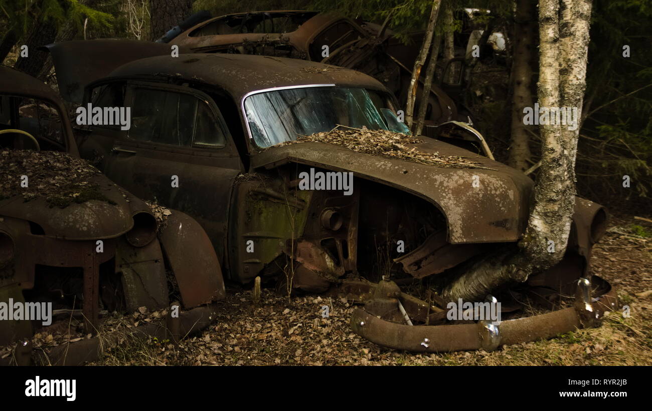 A veteran car with a birch tree growing in front of the car in vintage car scrapyard in Swedish forest.  Bastnas, Varmland. Stock Photo