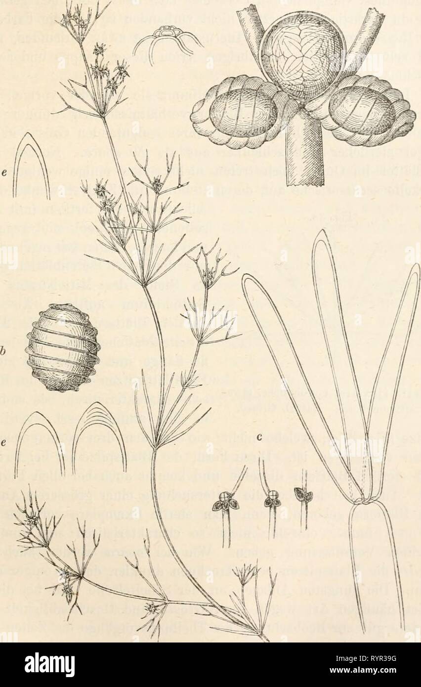 Dr L Rabenhorst's Kryptogamen-Flora von Dr. L. Rabenhorst's Kryptogamen-Flora von Deutschland, Oesterreich und der Schweiz . drlrabenhorstskr05rabe Year: 1900  133 Fig. 37. o    9 d Nitella flexilis. a fertiles Blatt, Vergr. 30; h Kern, Vergr. 45; c verschiedene fertile Blätter, Vergr. 9; d steriles Blatt, Vergr. 30; e Blattspitzen, Vergr. 45; f Krönchen, Vergr. 75; g f. subcapitata, natürl. Grösse. Stock Photo