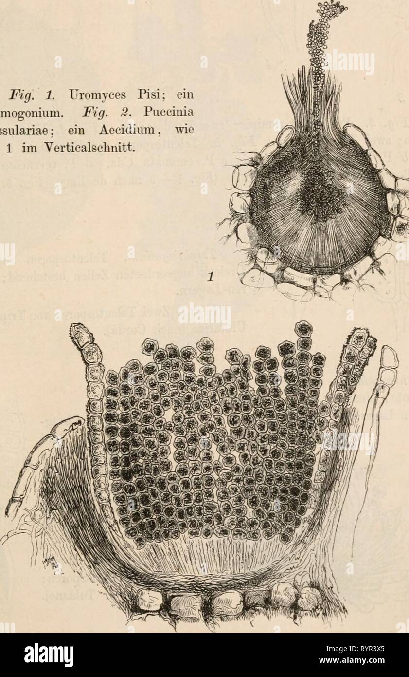 Dr L Rabenhorst's Kryptogamen-Flora von Dr. L. Rabenhorst's Kryptogamen-Flora von Deutschland, Oesterreich und der Schweiz . drlrabenhorstskr0101rabe Year: 1884  135 7. Uredosporen einzeln an der Basidie gebildet MeJampsora, — Uredosporen reihenweise von der Basidie abgeschnürt 8. 8. Promycel einzellig mit einer Sporidie . CoJcospor'nmi. — - mehrzellig mit mehreren Sporidien Chrysomyxa. lieber sieht der Gattungen. Uromyces. Teleutosporen einzellig  .^^ ^^^^^^^ j^^^,^^.^,^ Lagern. Puccinia. Teleutosporen mehrzellig j Fig. 1. Uromyces Pisi; ein Spermogonium. Fig. 2. Puccinia Grossulariae; ein A Stock Photo