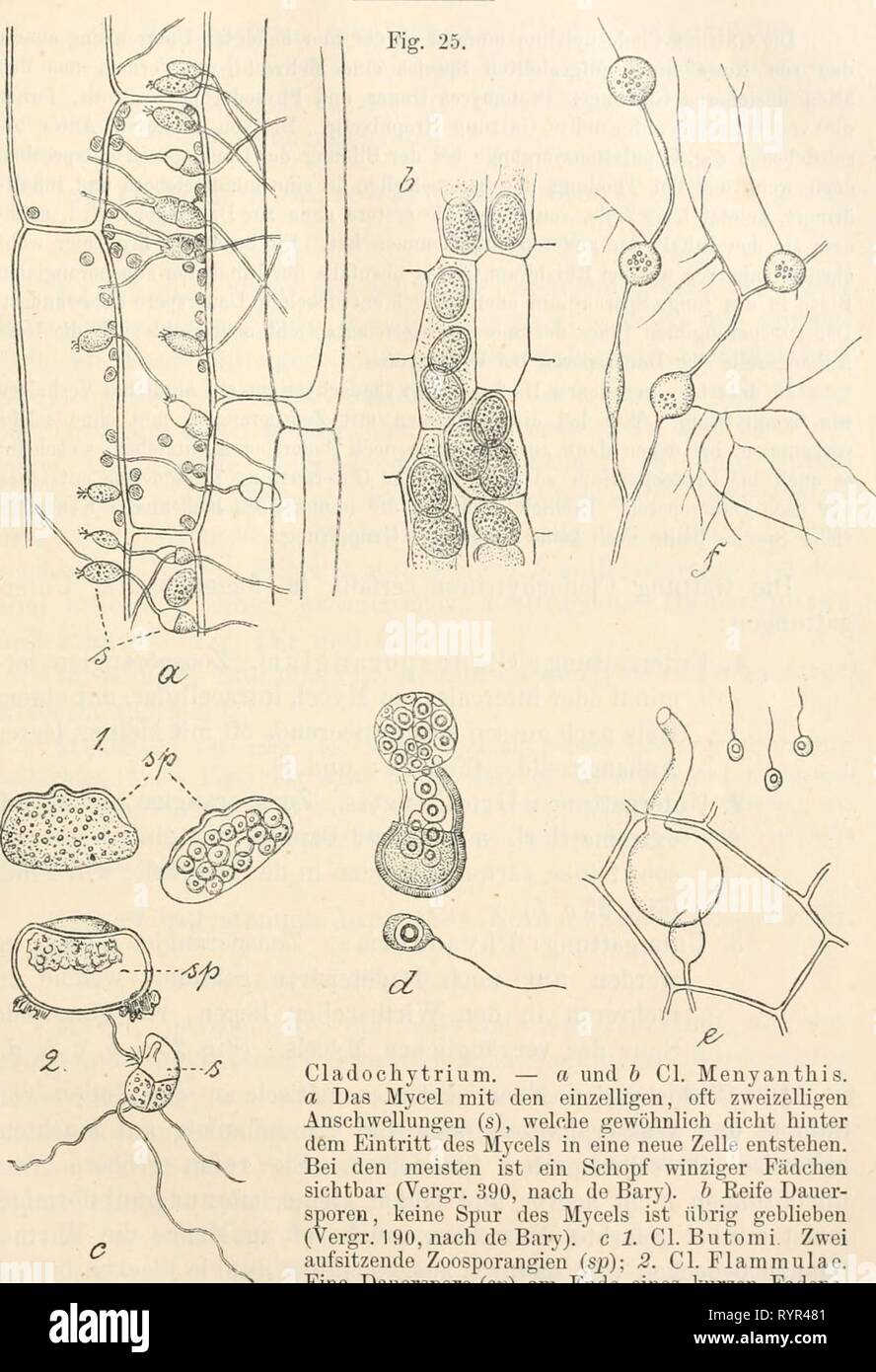 Dr L Rabenhorst's Kryptogamen-Flora von Dr. L. Rabenhorst's Kryptogamen-Flora von Deutschland, Oesterreich und der Schweiz . drlrabenhorstskr0104rabe Year: 1892  133    Cladochytrium. — a und b Cl. Menyanthis. a Das Mycel mit den einzelligen, oft zweizeiligen Anschwellungen (s), welche gewöhnlich dicht hinter dem Eintritt des Mycels in eine neue Zelle entstehen. Bei den meisten ist ein Schopf winziger Fädchen sichtbar (Vergr. 390, nach de Bary). b Eeife Dauer- sporen , keine Spur des Mycels ist übrig geblieben (Vergr. 190, nach de Bary). c 1. Cl. Butonii. Zwei aufsitzende Zoosporangien (sjj);  Stock Photo
