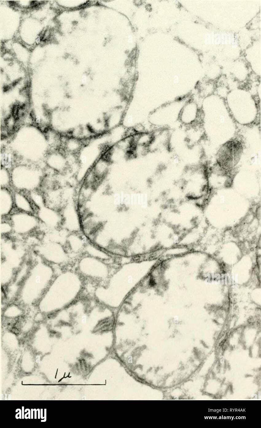 Electron microscopy; proceedings of the Electron microscopy; proceedings of the Stockholm Conference, September, 1956 . electronmicrosco00euro Year: 1957  Leberschnitte von Thyroxin-behandelten Ratten Tabelle 1. Lc'inge iind Breite der Mitochondrien. 35 Geringste GroBte Breite, n Breite, n Durch- schnittl. Geringste GroBte Durch- schnittl. Breite, /' ^ ^ Lange, Verhaltnis Breite zu Lange Normale Lebermitochon- drien der Ratte 0,136 0,506 0,302 Nach Behandiung mit Thyroxin 0,528 0,566 0,939 0,578 0,801 1,73 2,187 1,03 1,376 3:10 6,6:10 Tabelle 2. Anzahl und Lange der Innenmemhranen in eineni Mi Stock Photo