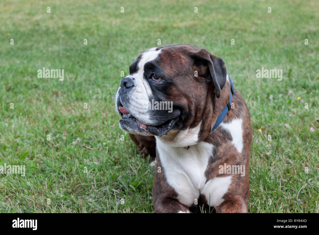 Brindle boxer puppy is lying in the green grass. Pet animals. Purebred dog. Stock Photo