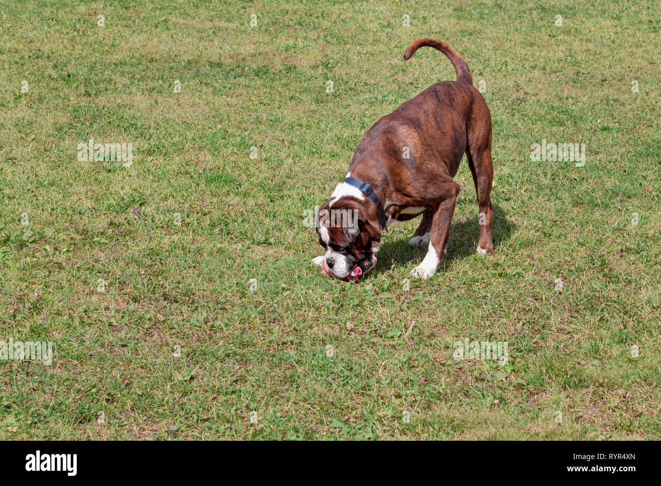 Brindle Boxer Puppy With White Markings Is Playing With His Toy Pet Animals Purebred Dog Stock Photo Alamy