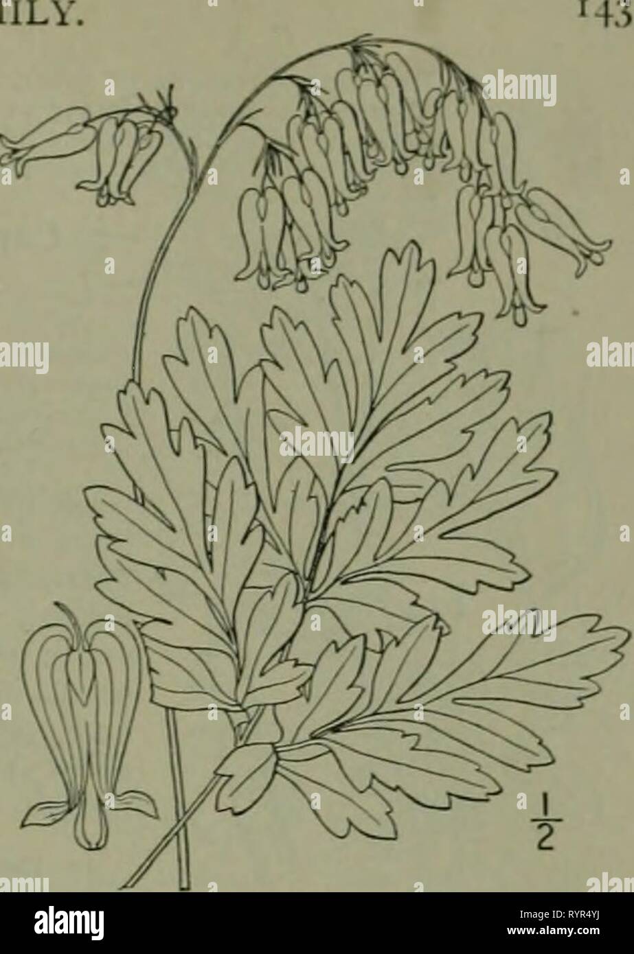 An illustrated flora of the An illustrated flora of the northern United States, Canada and the British possessions : from Newfoundland to the parallel of the southern boundary of Virginia and from the Atlantic Ocean westward to the 102nd meridian . ed2illustratedflo02brit Year: 1913  Genus i. FUMEWORT FAMILY. 3, Bicuculla eximia (Ker) Millsp. Wild Bleeding-heart. Fig. 1987. Fumaria eximia Ker. Bot. Reg. i: fl. so. 1815. Diclytra eximia DC. Syst. 2: 109. 1821. Dicenira eximia Torr. FI. N. Y. i: 46. 1843. Bicuculla eximia Millsp. Bull. West Va. Agric. Exp. Sta. 2: 327. 1892. Glabrous, somewhat g Stock Photo
