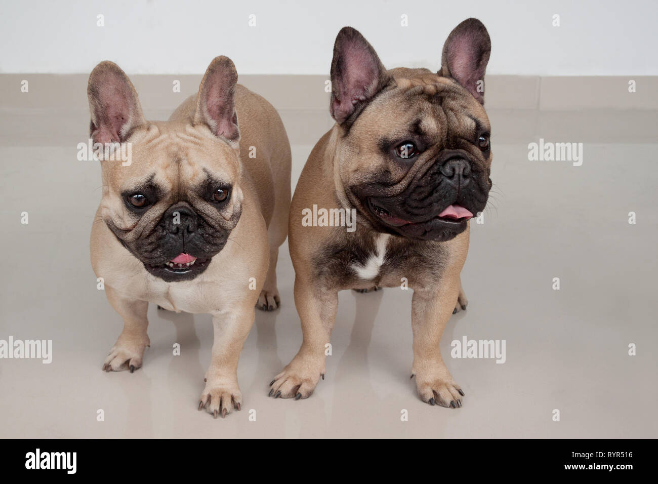 Two Cute French Bulldog Puppies Are Standing On Tiled Floor Pet
