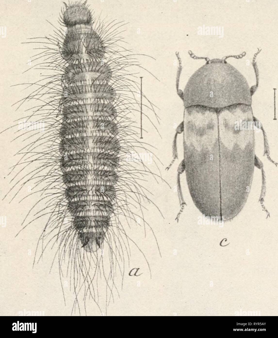 Elementary entomology ([c1912]) Elementary entomology . elementaryentomo00sand Year: [c1912]  FIG. 204. The carpet-beetle, or buffalo-moth. (Enlarged) a, larva; b, pupa in larval skin ; c, pupa from below; d, adult. (After Riley) Stock Photo