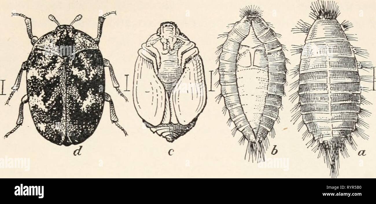 Elementary entomology ([c1912]) Elementary entomology . elementaryentomo00sand Year: [c1912]  FIG. 204. The carpet-beetle, or buffalo-moth. (Enlarged) a, larva; b, pupa in larval skin ; c, pupa from below; d, adult. (After Riley) Stock Photo