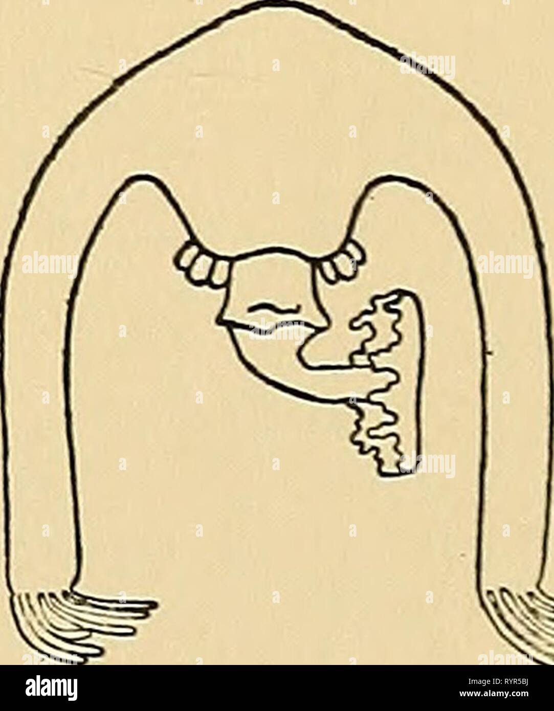 Tropisms hi-res stock photography and images - Alamy Tropisms hi-res stock photography and images - Alamy