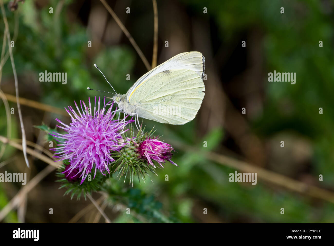 Butterfly on a thistle Stock Photo