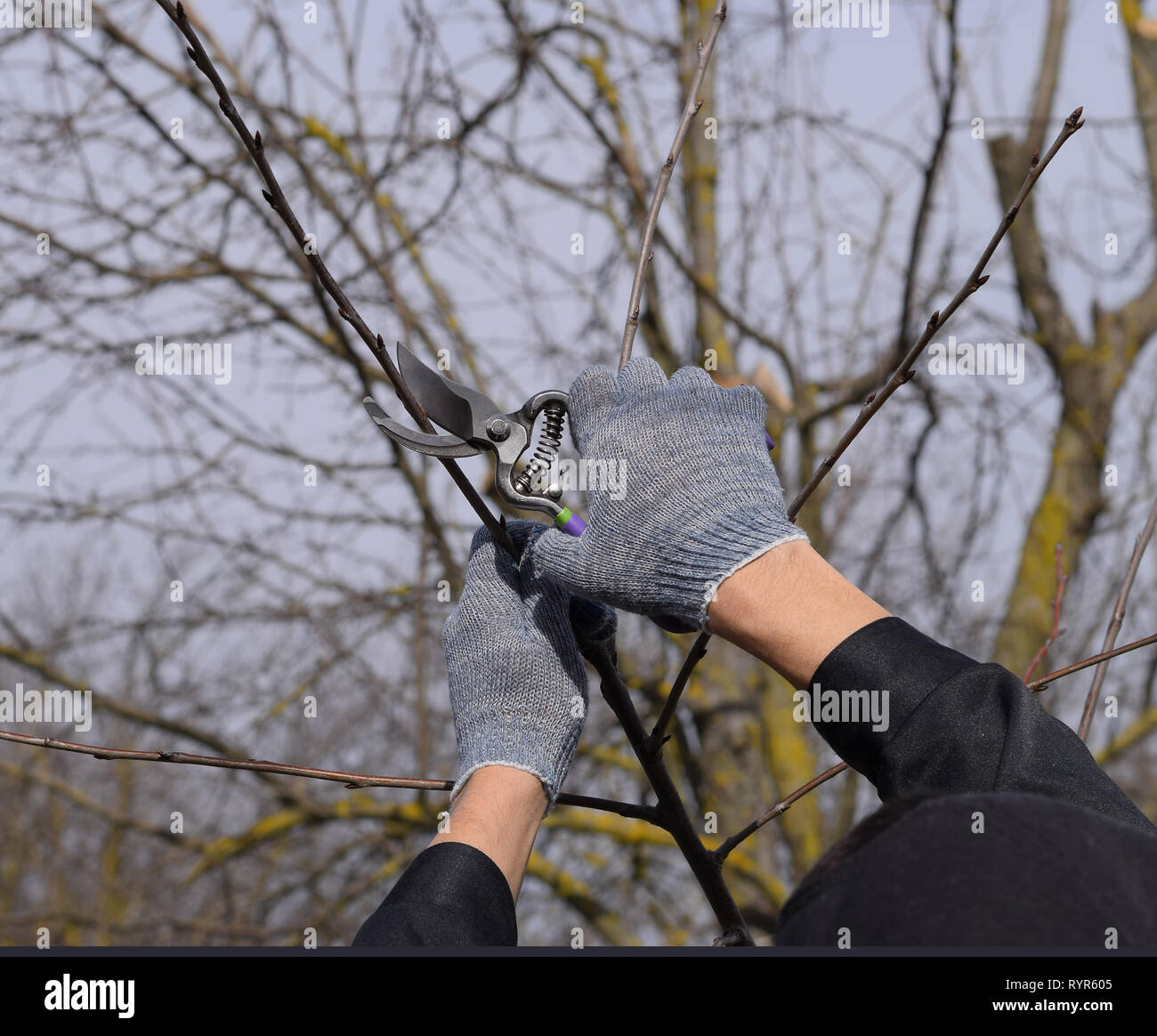 Trimming the tree with a cutter spring pruning of fruit trees stock