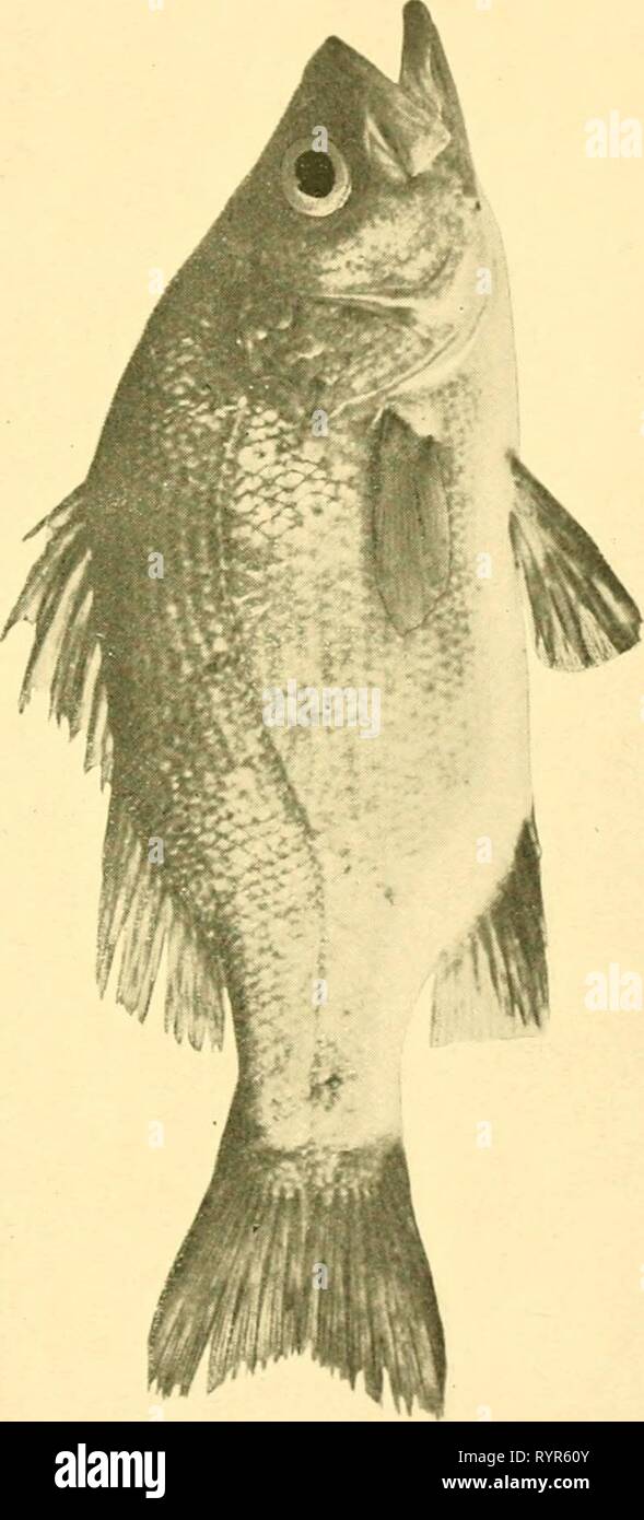 The edible fishes of New The edible fishes of New South Wales: their ...