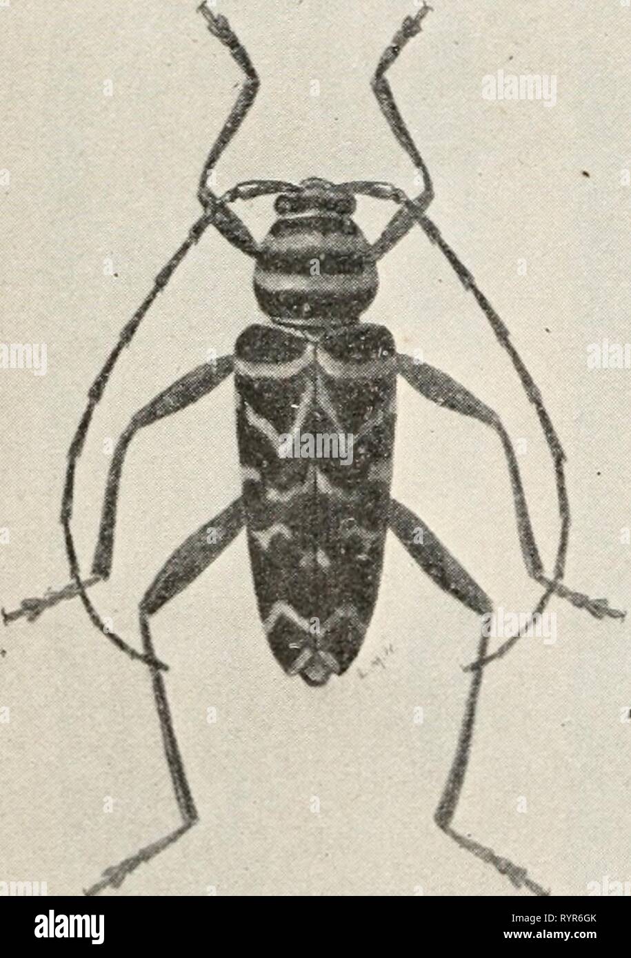 Common beetle cut out hi-res stock photography and images - Alamy
