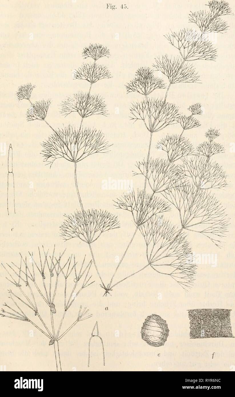 Dr L Rabenhorst's Kryptogamen-Flora von Dr. L. Rabenhorst's Kryptogamen-Flora von Deutschland, Oesterreich und der Schweiz . drlrabenhorstskr05rabe Year: 1900  161 Ficr. 45    h d Nitella gracilis (Smith) Ag. a f. normalis, nat. Gr.; h Blatt, Vergr. 5; e End- glied, Vergr. 25; d Spitze, Vergr. 75; e Kern, Yergr. (iO; f Kernmembran, Vergr. 500. Migula, Characeen. J  Stock Photo