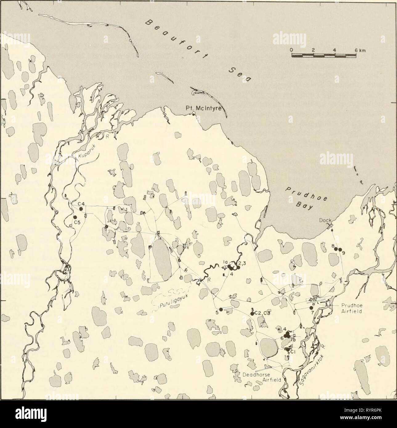 Ecological investigations of the tundra Ecological investigations of the tundra biome in the Prudhoe Bay region, Alaska . ecologicalinvest00brow Year: 1975  155    70° 30' 70°25' 70°20 70°I5' I48°40 I48°20 Designation on Designation on Site no. Description vegetation map Site no. 5 Description Dupontia fisheri brook meadow vegetation map la Location of reindeer corral 1972 Pf3;-:4 Si2^F3,4 lb Location of reindeer corral 1972 L3-L4 (Table 8, Table 12, Appendix 2,3 Dryas heath and Salix rotundi- Fl-F3.Fw9 Table 3) folia snowbed communities 6,7 Lake vegetation — Carex marsh L6-L13or (Table 8, Tab Stock Photo