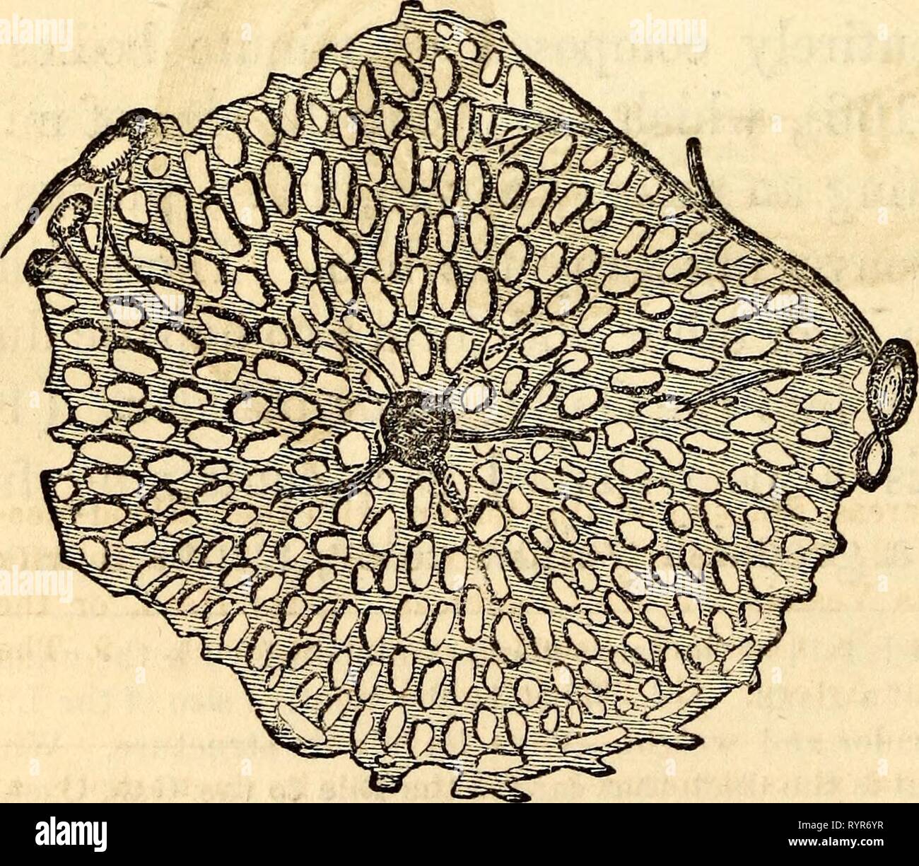 Elementary anatomy and physiology  Elementary anatomy and physiology : for colleges, academies, and other schools . elementaryanato00hitc Year: 1869  The Inferior or Concave Surface of the Liver, showing its Subdivisions into Lobes. I, Center of the Light Lobe. 2, Center of the Left Lobe. 3, Its Anterior, Inferior, or Thin Margin. 4, Its Posterior, Thick or Diaphragmatic Portion. 5, The Light Extrem- ity. 6, The Left Extremity. 7, The Notch on the Anterior Margin. 8, The Umbilical or Longitudinal Fissure. 9, The Hound Ligament or remains of the Umbilical Vein. 10, The Portion of the Suspensory Stock Photo