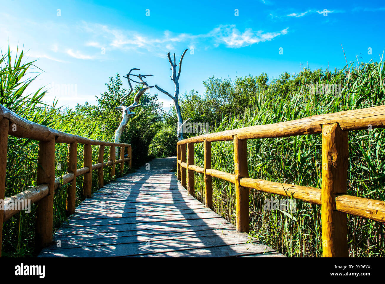Peaceful, sunny, nature wooden walk trail. Stock Photo