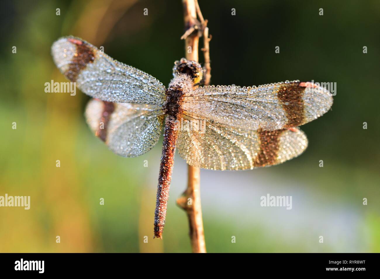 Dragonfly covered in dewdrops on an autumn morning Stock Photo