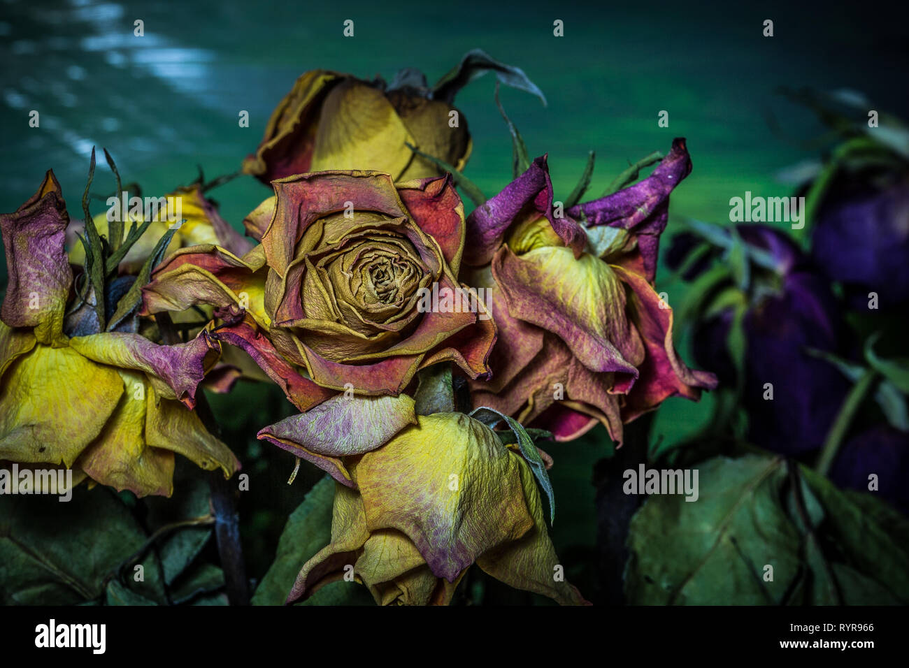 Dying roses hires stock photography and images Alamy