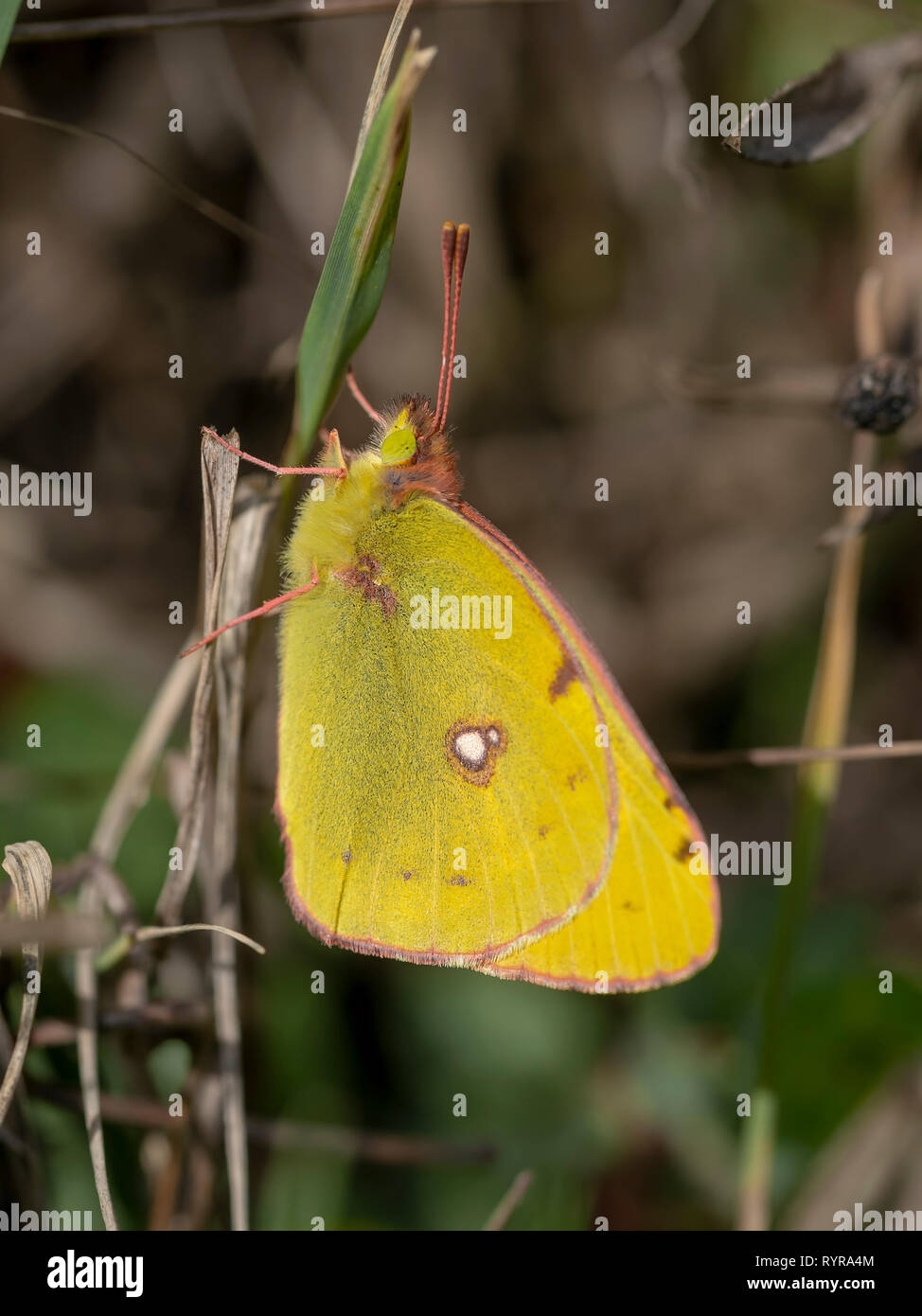 Colias croceus, Clouded yellow butterfly Stock Photo