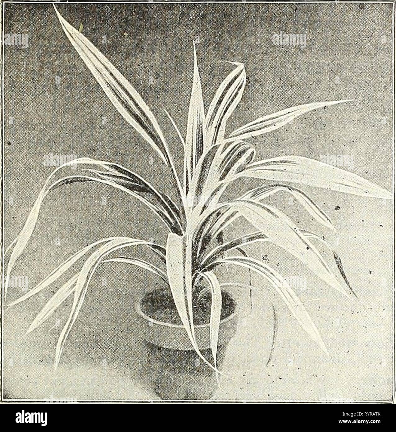 Pandanus veitchi hires stock photography and images Alamy