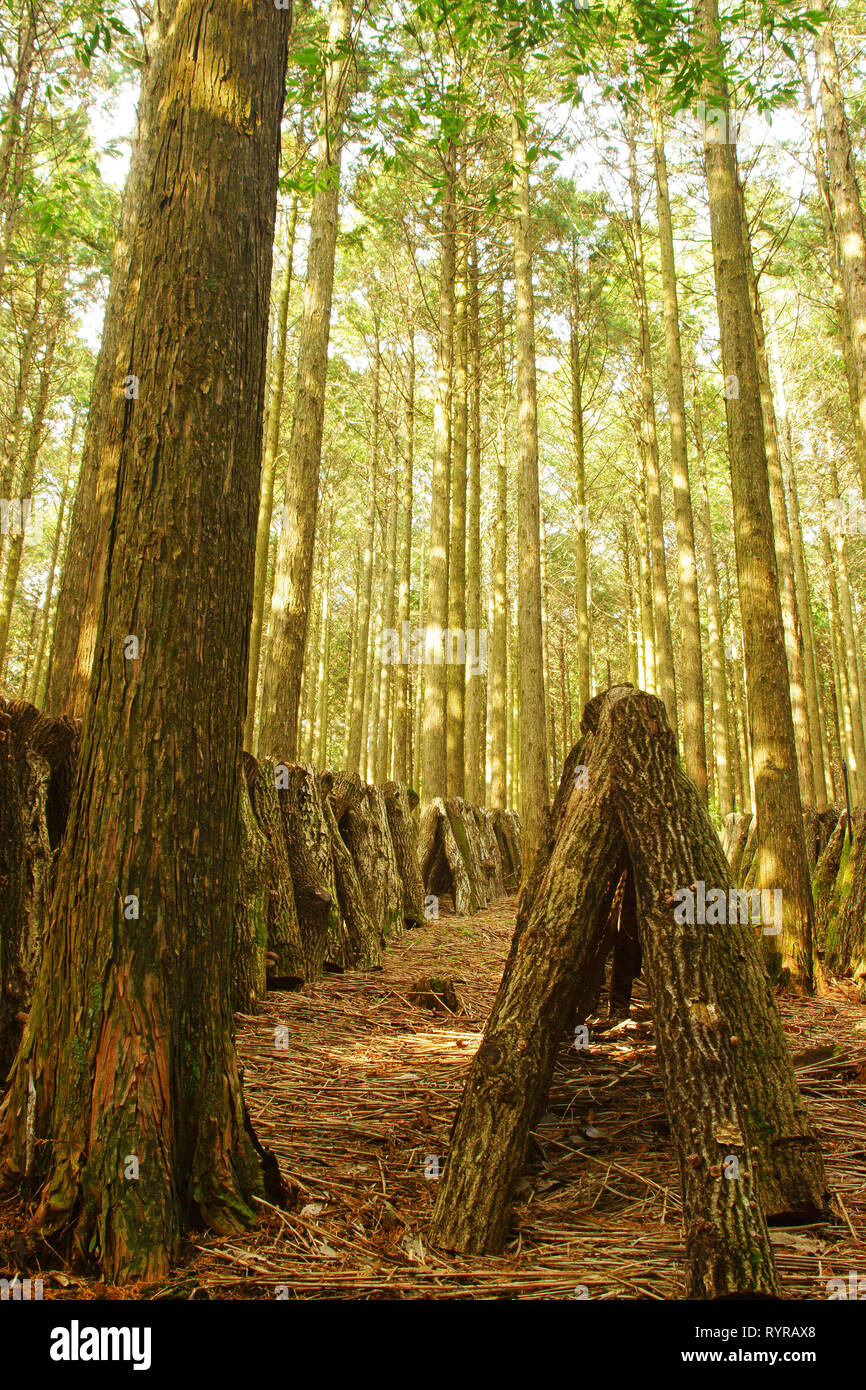 Shiitake mushroom cultivation Stock Photo Alamy