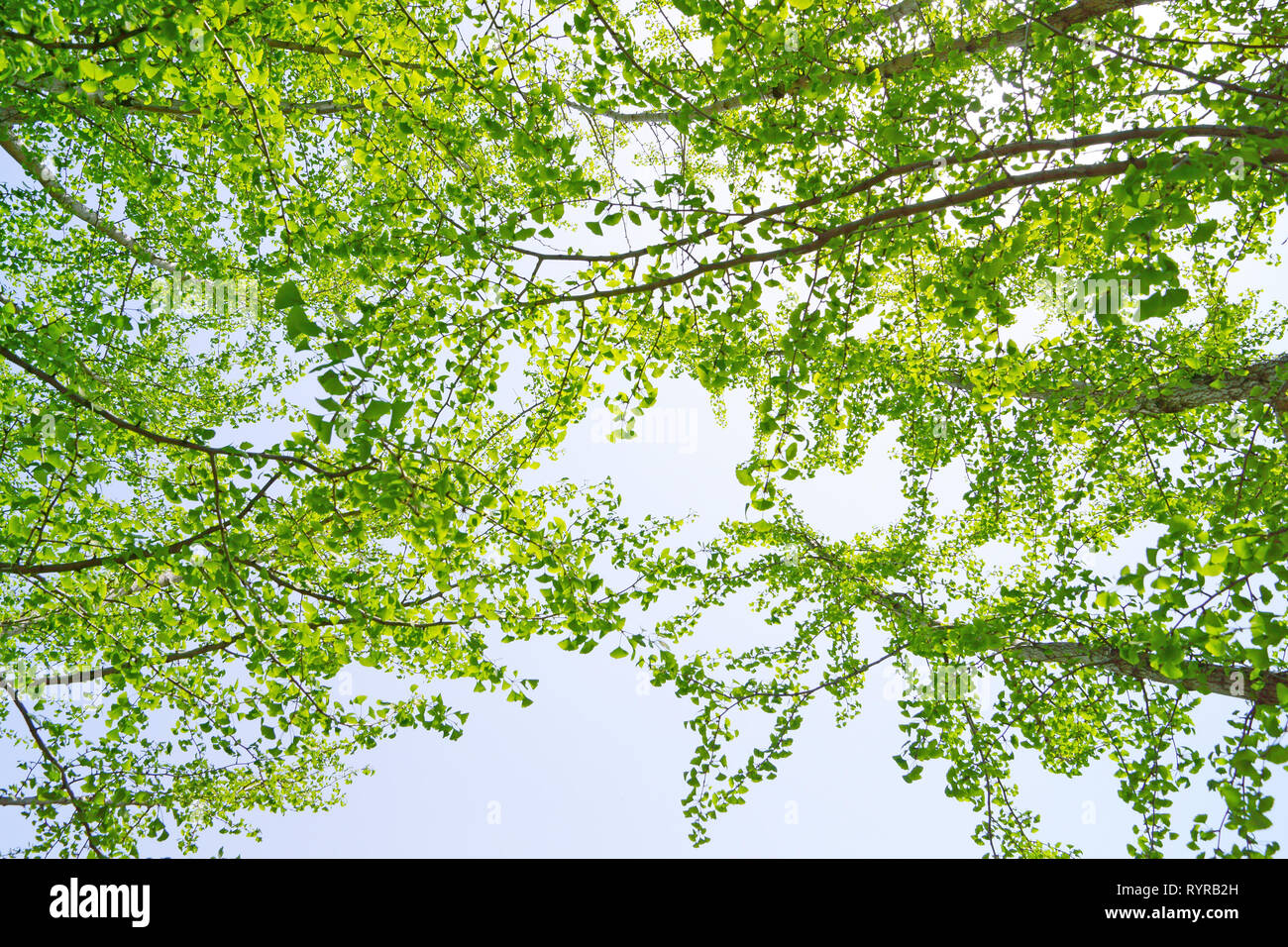 Fresh green ginkgo tree Stock Photo