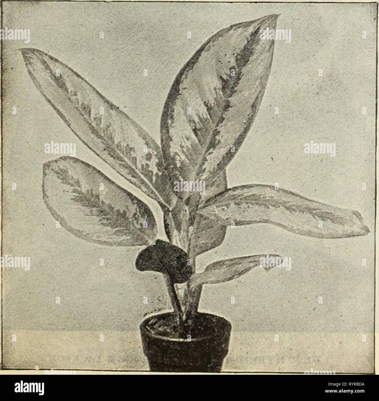 Dreer's mid-summer catalogue 1914 (1914) Dreer's mid-summer catalogue 1914 . dreersmidsummerc1914henr Year: 1914  PHCEXIX BOKBELENII Thrinax Parviflora. 3-inch pots, 50 cts. each. Thrinax Radiata. A pretty fan-leaved variety, with small, deeply cut foliage. 4-inch pots, 50 cts. each. PASSIFLORA PRINCEPS (Passion Flower) This is one of the best greenhouse climbers, a rare and ehowy variety with bright red flowers. $1.00 each. PHYLLOT/ENIUM Lindeni. A handsome hothouse plant of easy culture, with attractive light green hastate leaves, the broad rib and veins creamy-white. $1.00 each. Lindeni Mag Stock Photo