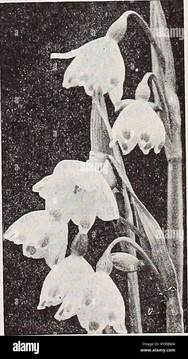 Dreer's wholesale catalog for florists Dreer's wholesale catalog for florists : autumn 1938 edition . dreerswholesalec1938henr Year: 1938  Fritillaria meleagris The odd and beautiful Checker Lily Ixias—African Corn Lily These charming half-hardy bulbs from the Cape of Good Hope are very ornamental for indoor culture or planted in cold frames. The flowers are of the most brilliant rich and varied hues. We offer them in mix- ture. Jumbo Bulbs. 40c per doz.; $2.50 per 100. Leucocoryne ixioides odorata Glory of the Sun An excellent bulbous plant for growing in the green- house requiring the same c Stock Photo