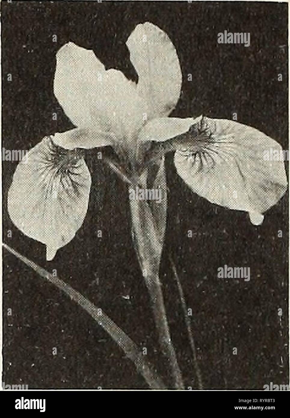 Dreer's a real old fashioned Dreer's a real old fashioned quality garden book for 1952 : to make your garden more beautiful more productive more enjoyable . dreersrealoldfas1952henr Year: 1952  4 / f %%%%.f ). f i /    Bleeding Heart Hemerocallis, Mikado Siberian Iris, Caesar's Brother ^e prepay transportat ion on perennial plants amount- ing to $3.00 or more east of the Mississippi. On all orders of perennial plants for less than $3.00, and west of the M ississippi, add 35c for packing and postage. Aconitum—Monksfiood Dreer's Select HARDY PERENNIAL PLANTS Stock Photo