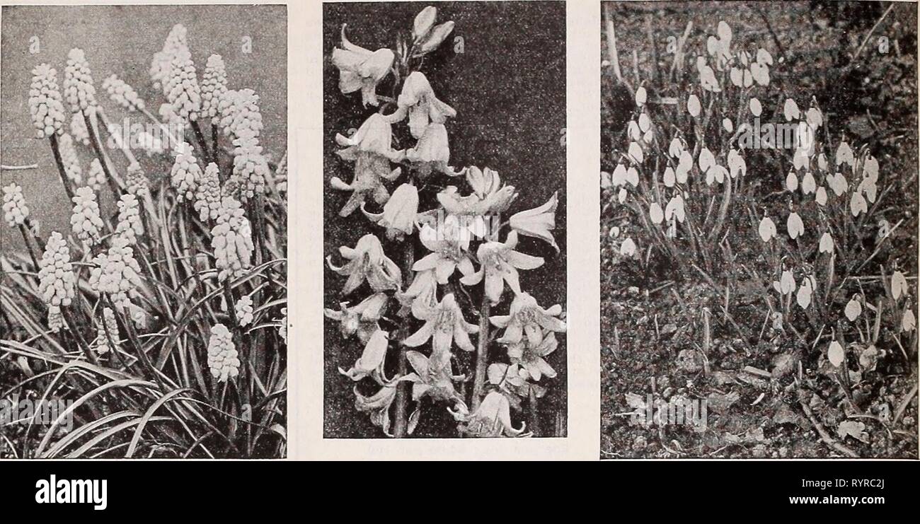 Dreer's wholesale catalog for florists Dreer's wholesale catalog for florists : autumn 1938 edition . dreerswholesalec1938henr Year: 1938  HENRY A. DREER Dreer's Quality Bulbs WHOLESALE CATALO(    Muscarl, Grape Hyacinth Scilla campanulata Snow diops Lycoris radiata An exceptionally showy bulbous plant with large sal- mon-pink blooms and long protruding stamens. Planted in pans In early autumn they flower easily and freely before leaves appear. A valuable plant to every florist but it must be planted at the earliest opportunity. Still widely but erroneously sold under the name of Nerine sarnie Stock Photo