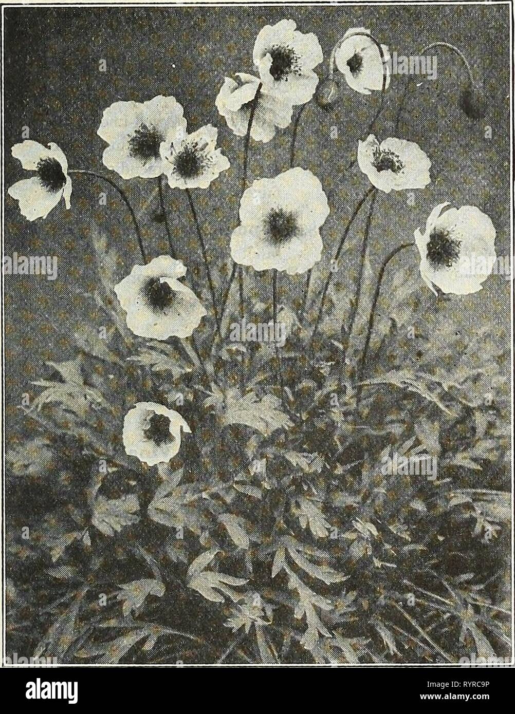 Dreer's midsummer list 1927 (1927) Dreer's midsummer list 1927 . dreersmidsummerl1927henr Year: 1927  HENRY A. DREER, PHILADELPHIA—FLOWER SEEDS 15 Platycodon (Balloon Flower, or Japanese Bellfiower) One of the best hardy perennials, producing very showy flowers during the whole season. They form large clumps and are excellent for planting in permanent borders or among shrubbery; easily raised from seed. PER PKT. 3663 Grandiflorum. Large steel blue flowers. | oz., 40 cts $0 10 3664 — Album. Pure white variety. J oz., 40 cts. 10 3662 Mariesi. Large, open, bell-shaped flowers of a rich violet-blu Stock Photo