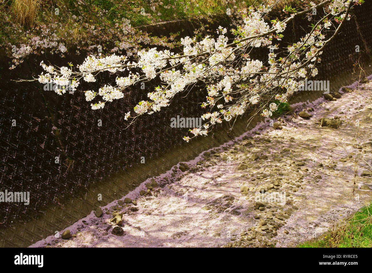 Cherry blossoms falling from trees Stock Photo Alamy