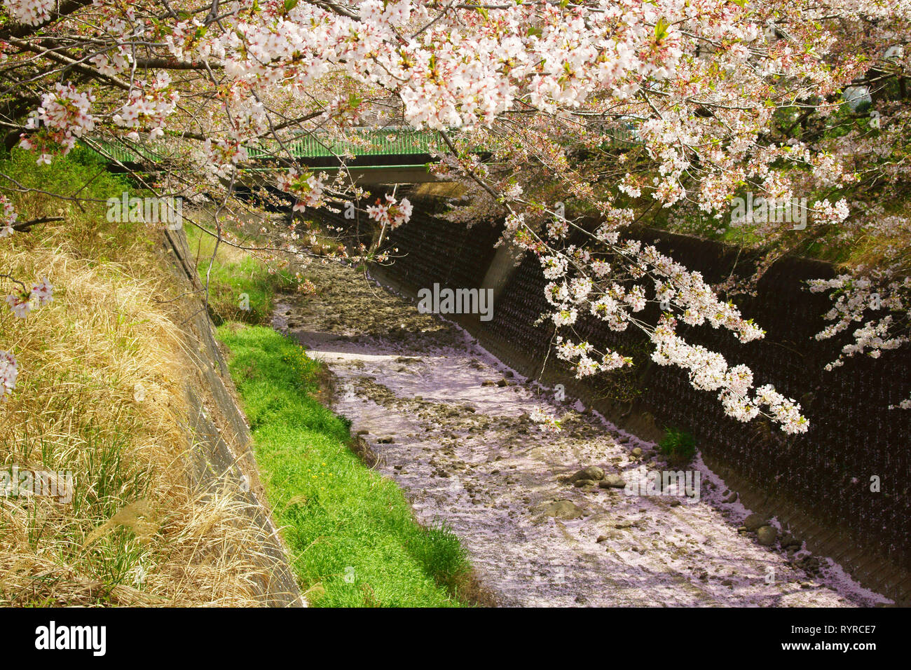 Cherry blossoms falling from trees Stock Photo Alamy
