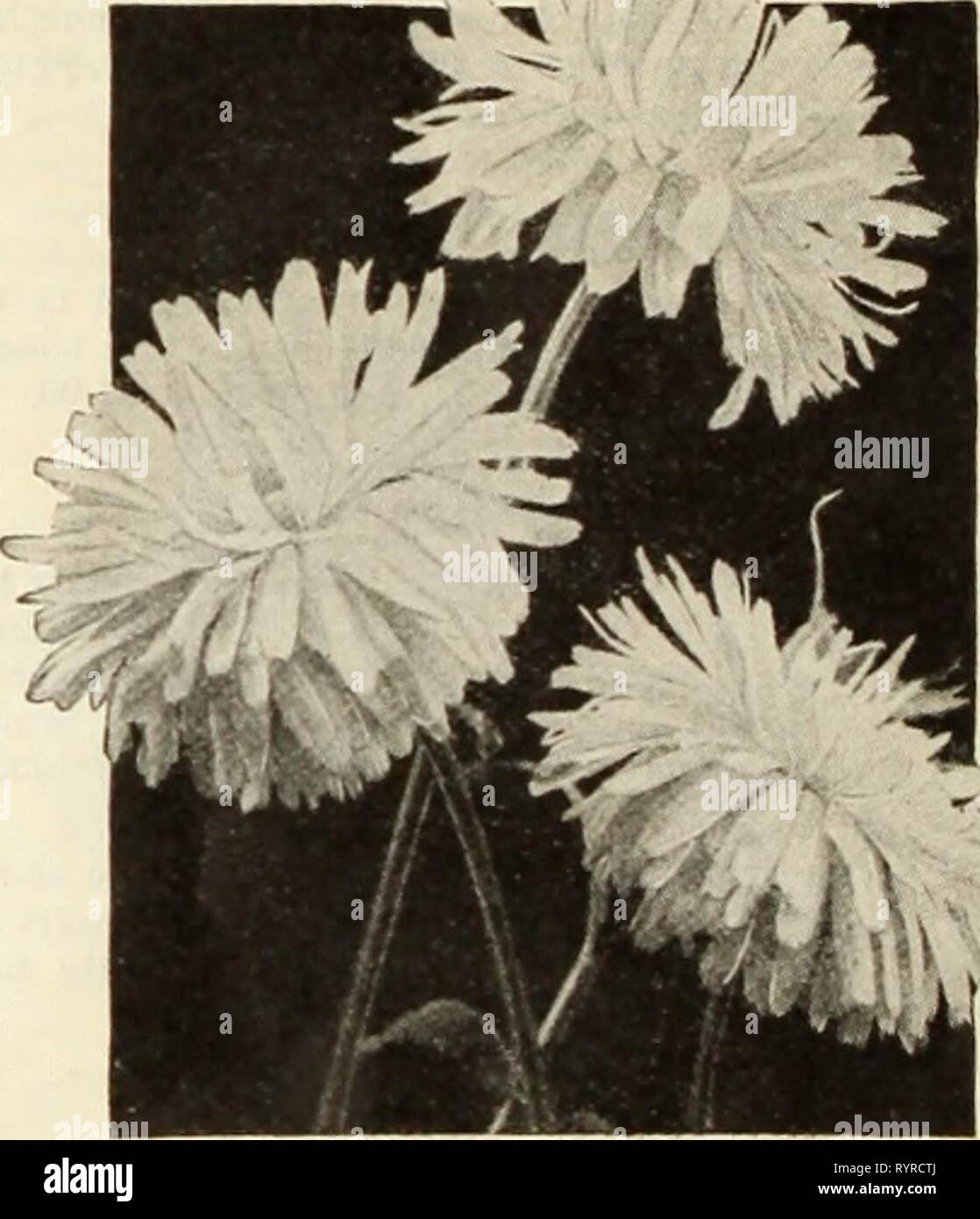 Dreer S Seeds Plants Bulbs For Dreer S Seeds Plants Bulbs For Summer Planting Dreersseedsplant1935henr Year 1935 Flower Seeds For The Conservatory And Greenhouse Those Of Our Patrons Who Have A Conservatory Or