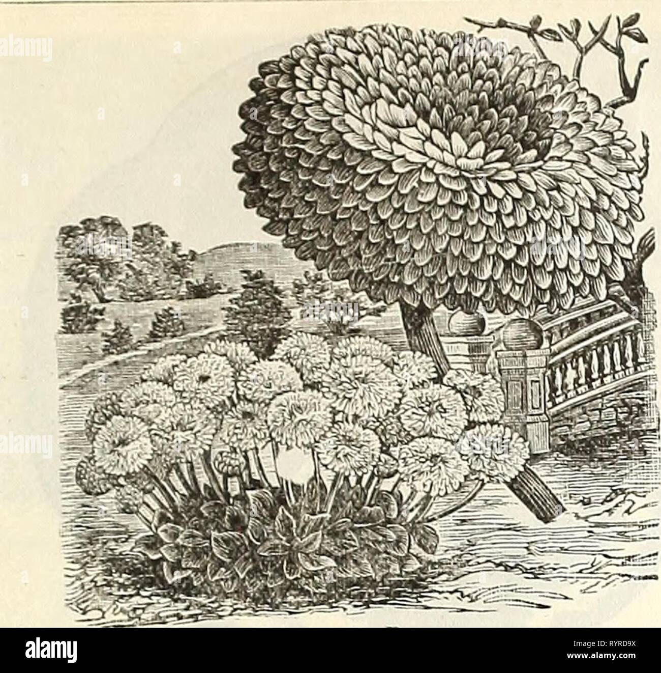 Dreer's quarterly wholesale price list Dreer's quarterly wholesale price list of seeds, plants &c. : spring edition April 1895 June . dreersquarterlyw1895henr 0 Year: 1895  DREER'S WHOLESALE PRICE LIST. 15    Snowball Daisy. Trade Daisy, ' Longfello'w ' ' Snowball, new white ' Extra Double White '' Extra Double Mixed '' New Quilled, mixed Delphinium formosum, deep blue... Dahlia. Large flowering, double mixed ' Single choicest colors mixed ' Tom Thumb, mixed ' Single, Jules Chretien, bright scarlet, half dwarf; fine Dracaena Indivisa ' ' Lineata ' ' Australis Bschscholtzia. (California Poppy). Stock Photo
