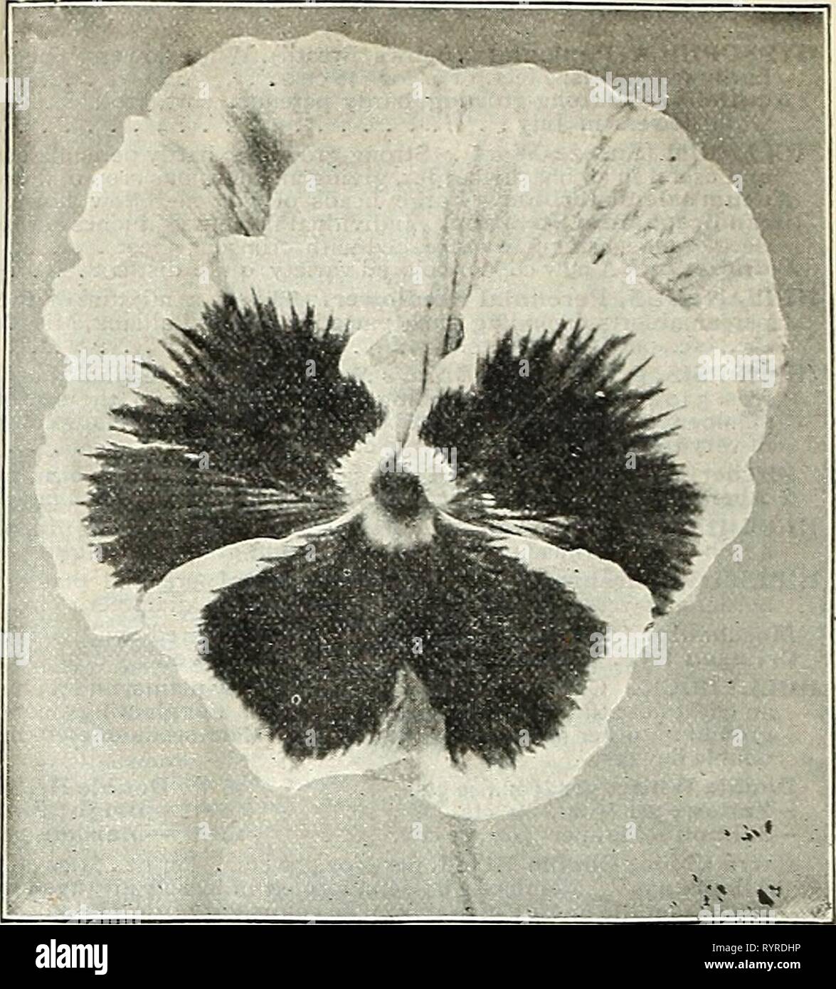 Dreer's mid-summer catalogue 1907 (1907) Dreer's mid-summer catalogue 1907 . dreersmidsummerc1907henr Year: 1907  i6 HENRY A. DREER, Philadelphia, Pa. Per pkt. MYOSOTIS (Forget-Me=Not). Neat and beautiful little plants, succeeding best in a semi-shady, moist situation. Alpestris Ccerulea. Bright blue. Per ^ oz., 25 cts. . ... 5 âEliza Fonrobert (Robusta grandiflora). Large flowering; bright blue 5 âVictoria. Of bushy habit, bearing large umbels of bright azure-blue flowers 10 âRoyal Blue. This beautiful variety belongs to the upright pillar-shaped section; grand addition, the flowers being of  Stock Photo