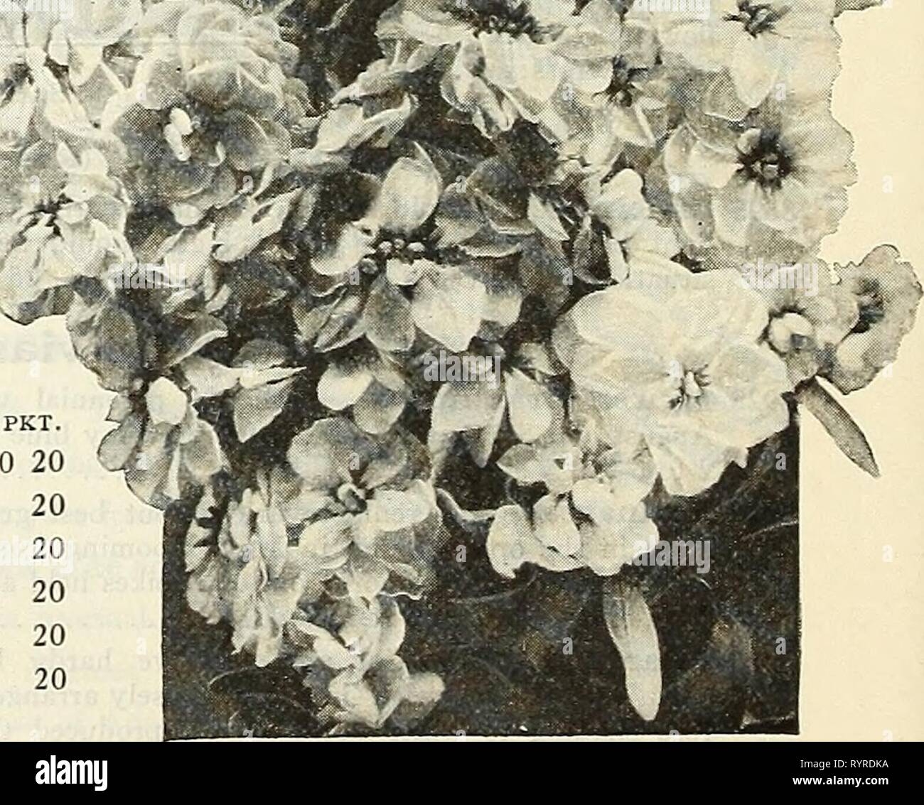 Dreer's midsummer list 1927 (1927) Dreer's midsummer list 1927 . dreersmidsummerl1927henr Year: 1927  4000 Mixed. Containing Schizanthus Dwarf Large-Flowered manv sorts 10 Cut-and-Come- Again Stocks Splendid perpetual-blooming class; they throw out numerous side branches, ^L all bearing very double, fragrant flowers. wm&B Jm Â¥9 Â» I '*â¢â For winter and early spring blooming in I iSft^fe^Sit'' ' '']ft!8'T*' a cool greenhouse they are invaluable. Seed may be shown any time during the , , .... Statice Latifolia summer or early autumn, blooming in . ^j^ about 12 weeks time. per pkt. M^^au 4031 Stock Photo