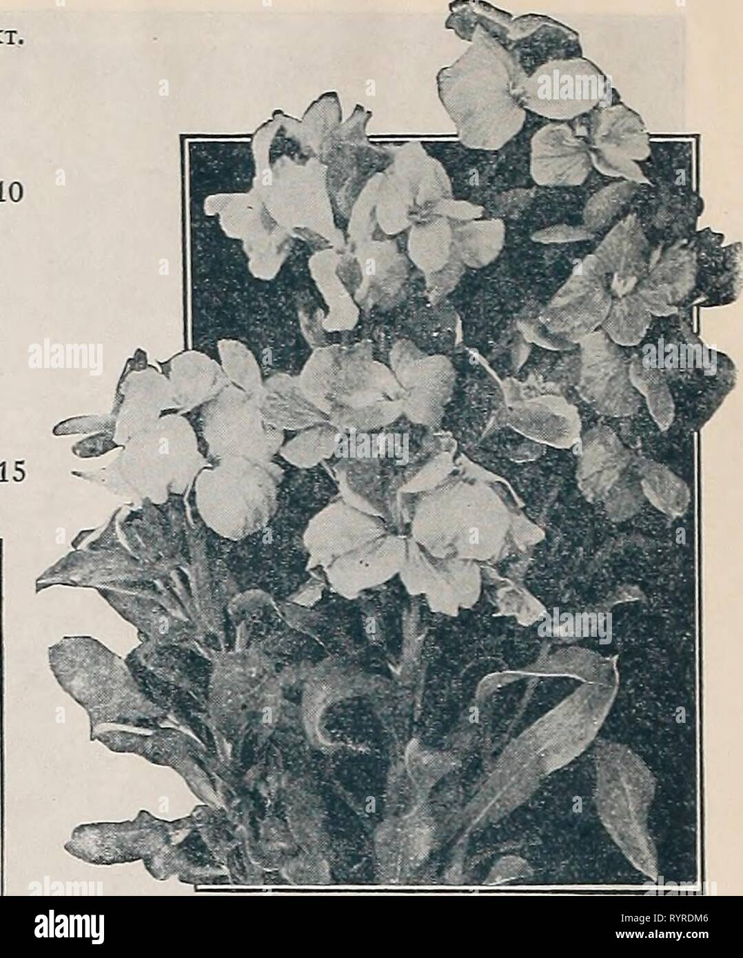 Dreer's midsummer list 1933 (1933) Dreer's midsummer list 1933 . dreersmidsummerl1933henr Year: 1933  SlNXLE 'ALl.FLOVER Veronica (Speedweii) PER PKT. 4372 Incana. Bright silvery foliage, blue flowers; July and August; 1 foot. A splendid variet' for the rockery. Special pkt, 60 cts ' .$0 20 4374 Maritima('Xo;;g!Yo//a). Averypretty Speedwell growing about 2 feet high and producing long spikes of blue flowers from July to September, i oz., 50 cts 10 4375 Repens. A useful rock or carpet- y^^-,-^^ ing plant, with light blue flowers; May and June. Special pkt., 75 cts. 25 4376 Spicata. An elega Stock Photo